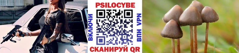Псилоцибиновые грибы Psilocybe  Бронницы 